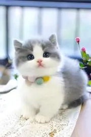 triの画像