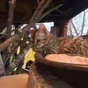 AXESSの画像