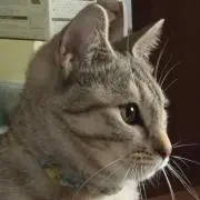 にゃんたろう