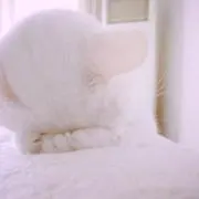 にゃんの画像