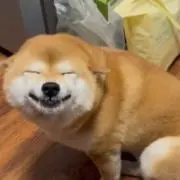 ぷりぷりの画像