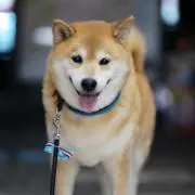ぱこの画像
