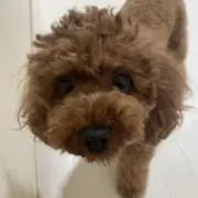 ミヨカムの画像