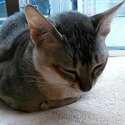 みくの画像