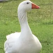 Tima