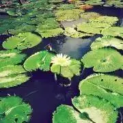 やまだの画像