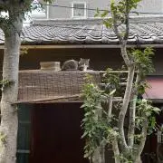 彪雅の画像