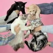 ねこの画像