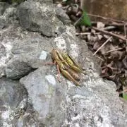 こちこち