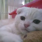 yaeの画像
