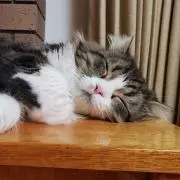 ゆんちょの画像