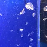 さやの画像