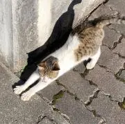 しいな