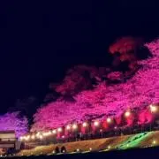 えぬの画像
