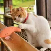 ブーコ