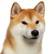 ぽちの画像