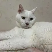 リコ