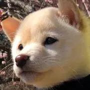 キズナの画像
