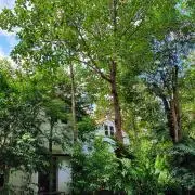 りんご0208の画像