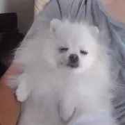 ぶーちん