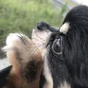 つんつくつんの画像