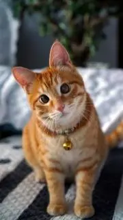 ネコ