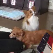 かじまる
