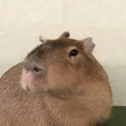 Capyの画像