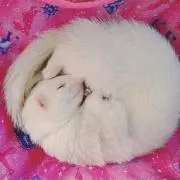 はに