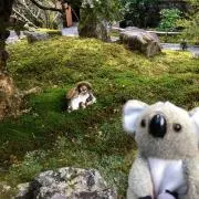 しゃわの画像