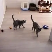 タータの画像