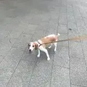 かわの画像