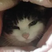 カメ