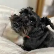 でぃるの画像