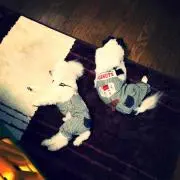 さにゃん