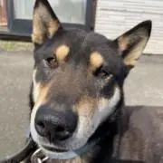 さかなの画像