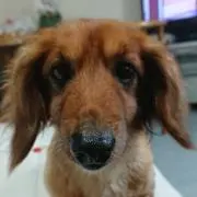 ココ