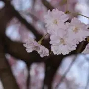 みずき