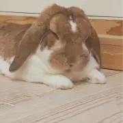 むぎの画像