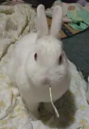 リリスの画像