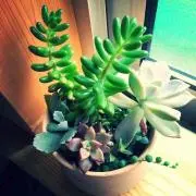*・*:kico'・*:.