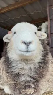 ヌーヌーの画像
