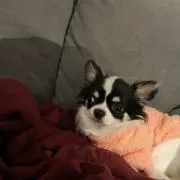 粒あんの画像