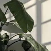白玉の画像