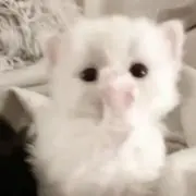 ゆの画像