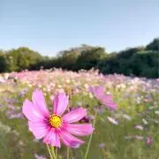 ウッドの画像
