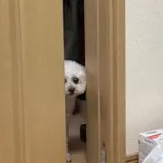 さご