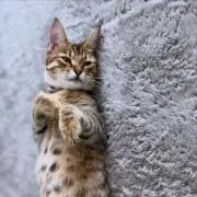 いとまんの画像