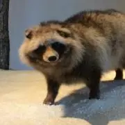 たぬきの画像