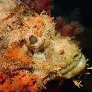 カサゴの画像